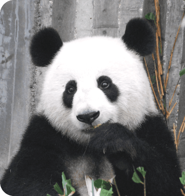 Social media holiday calendar 2024 - October 27, International Panda Day