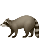 Raccoon emoji