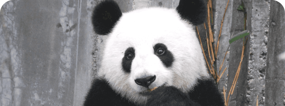 Social media holiday calendar 2024 - October 27, International Panda Day