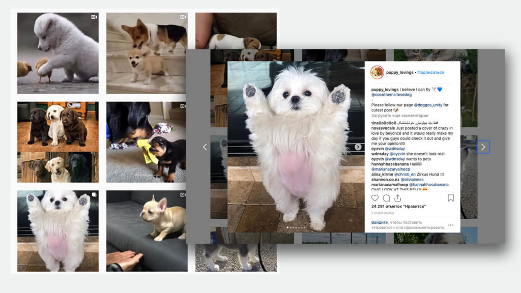 Instagram dog accounts
