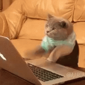 Cat is typing on laptop